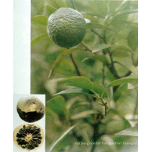 Naringin, Citrus Bioflavonoids, Synephrine & Citrus Aurantium Extract